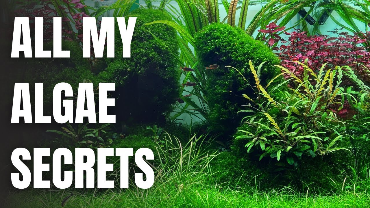 NO MORE ALGAE With These SIMPLE Tricks