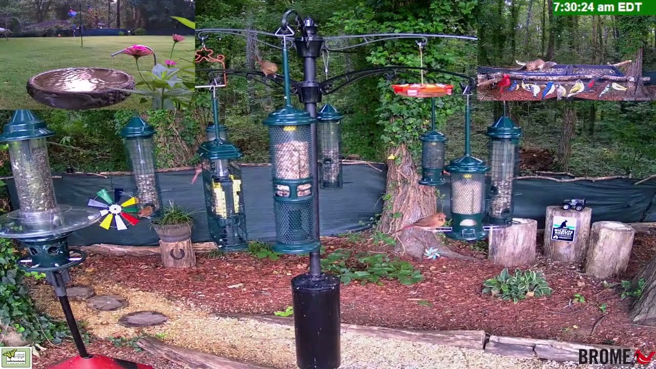 North Georgia Live Bird Buffet:  Wild Wings and Back Yard Garden Things 