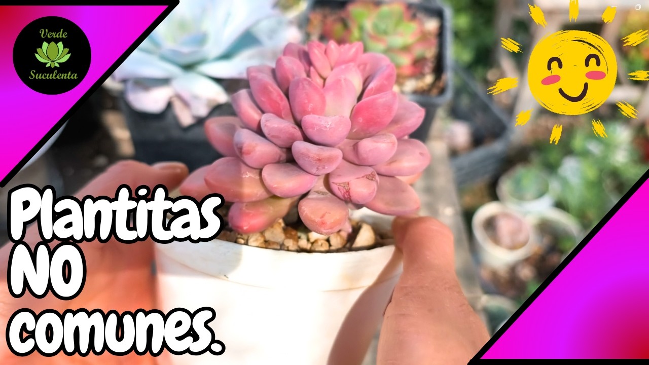 Arreglando plantitas únicas en el jardín para que pronto haya más de ellas. 🌱🌱❤️