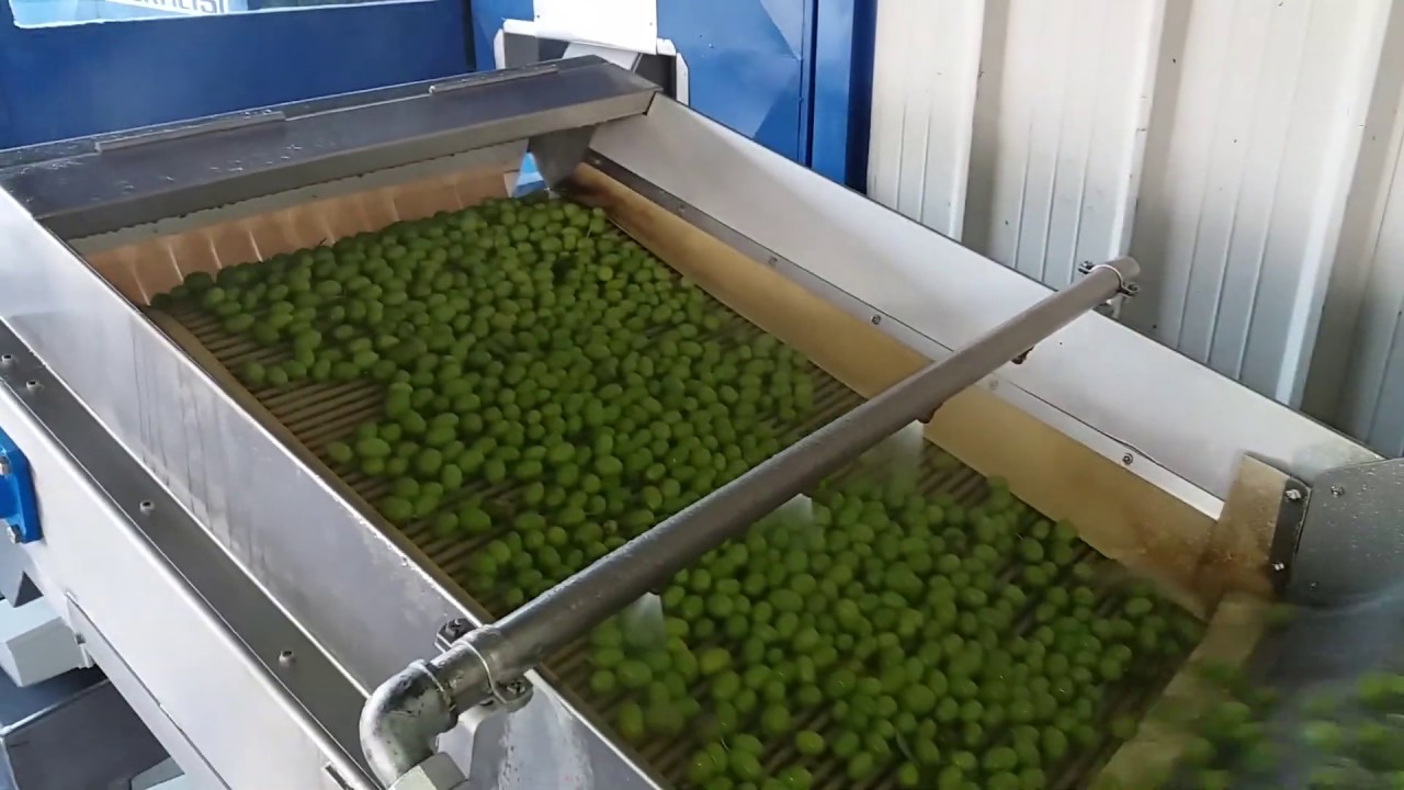 ELAiKOS evoo procedure: Leaves removed - olives washed with clear water