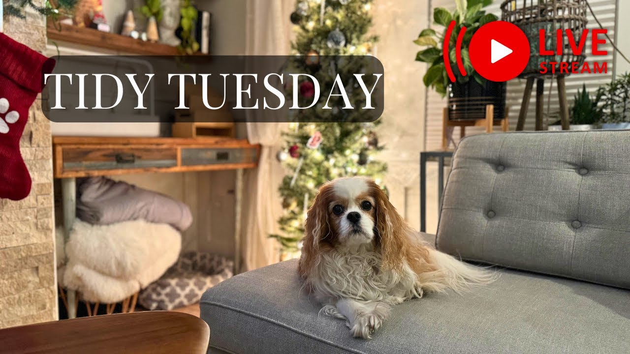 Tidy Tuesday: Thanksgiving Prep  LIVE (Accountability Buddy Hangout)