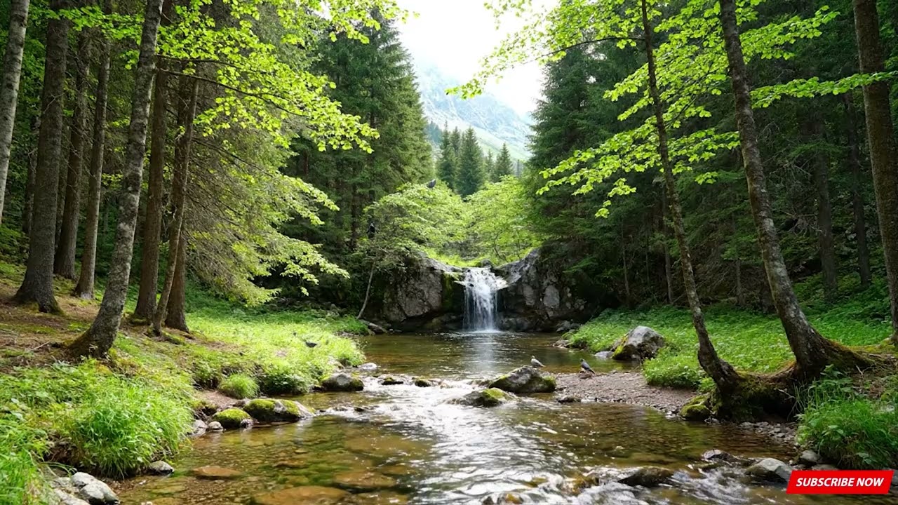 Deep Forest River Sounds with Birdsong for Sleep, Study & Relaxation, Ultimate Nature Ambience, ASMR