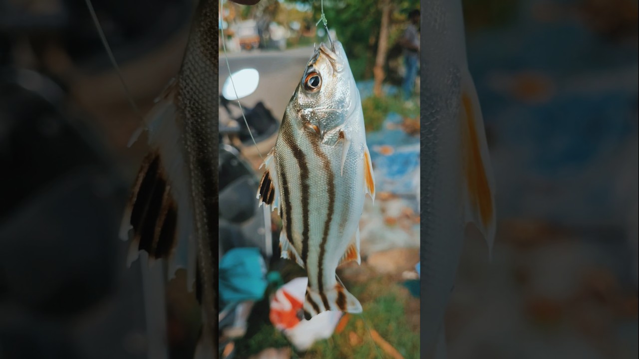 singerfish crescentgrunter #fishing#fish #trendingshorts #viralshorts #youtubeshorts#honeybadger181