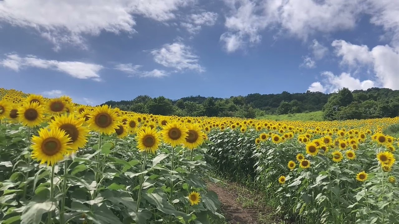 日本の風景【三ノ倉高原花畑】　Japanese landscape, Sannokura Plateau flower fields