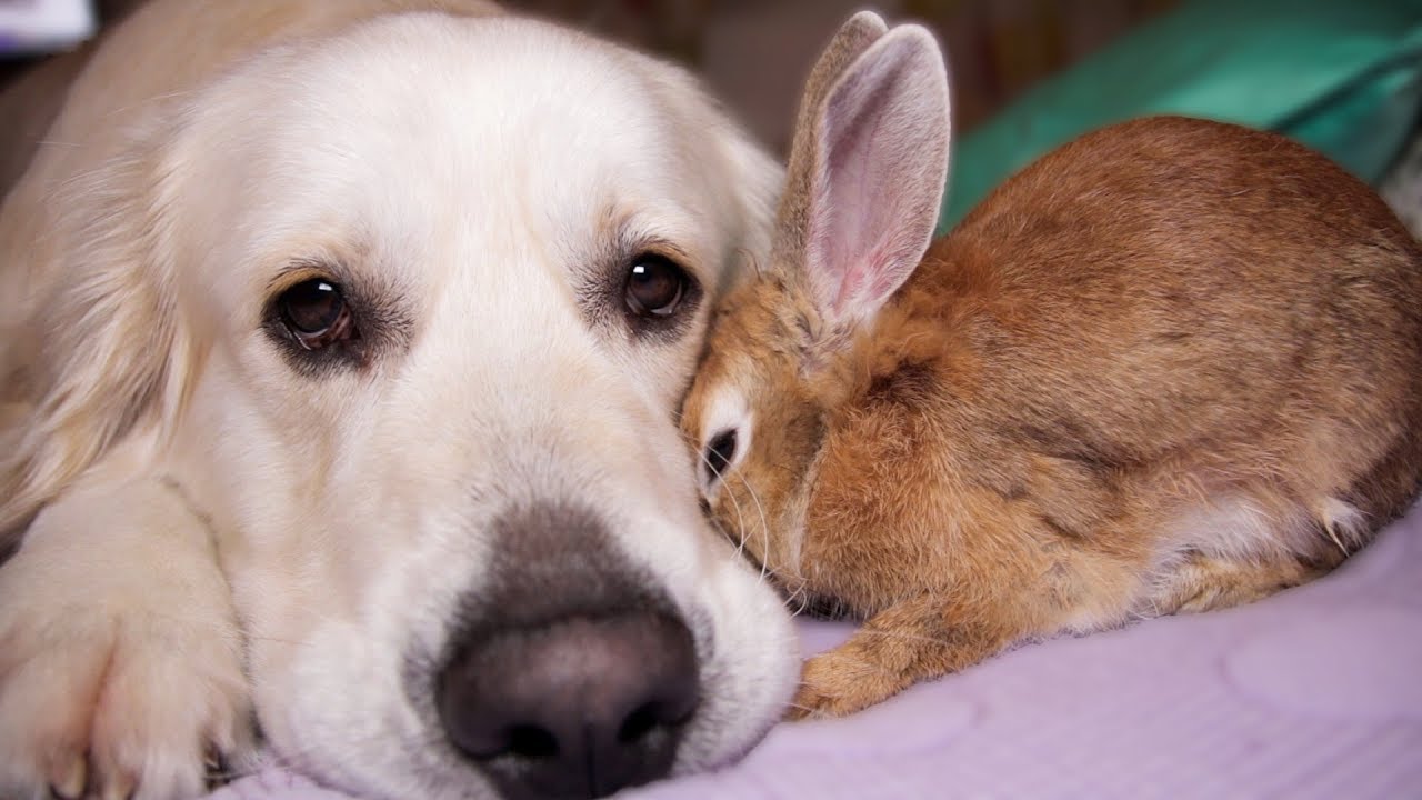 Rabbit Shows Dog His Love