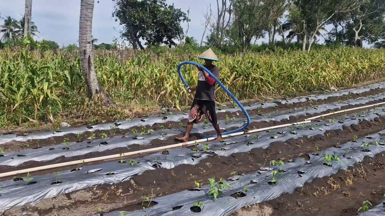 SMART FARMER USING A SPECIAL HOSE TO WATER LONG BEANS – SEE HOW IT’S DONE! - Agriculture Farming