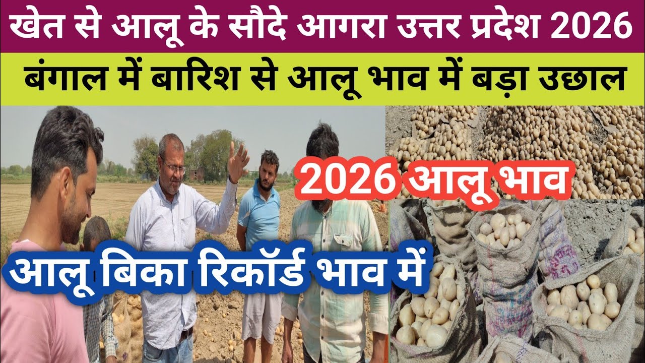 K- मोहन आलू बिका अब तक के सबसे टॉप 🔝 रेट में | खेत से आलू भाव आगरा उत्तर प्रदेश 2026 |