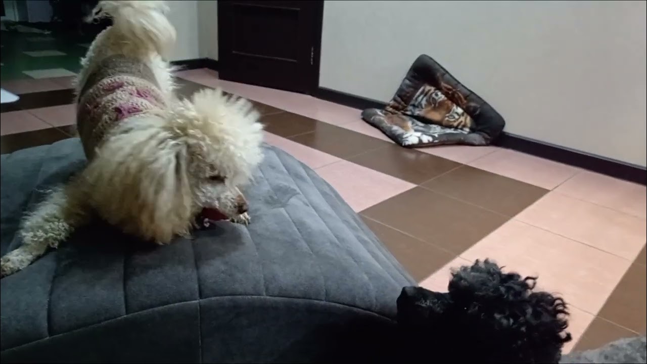 ШМЕЛА МОЯ ЛЮБИМАЯ🐕🐩