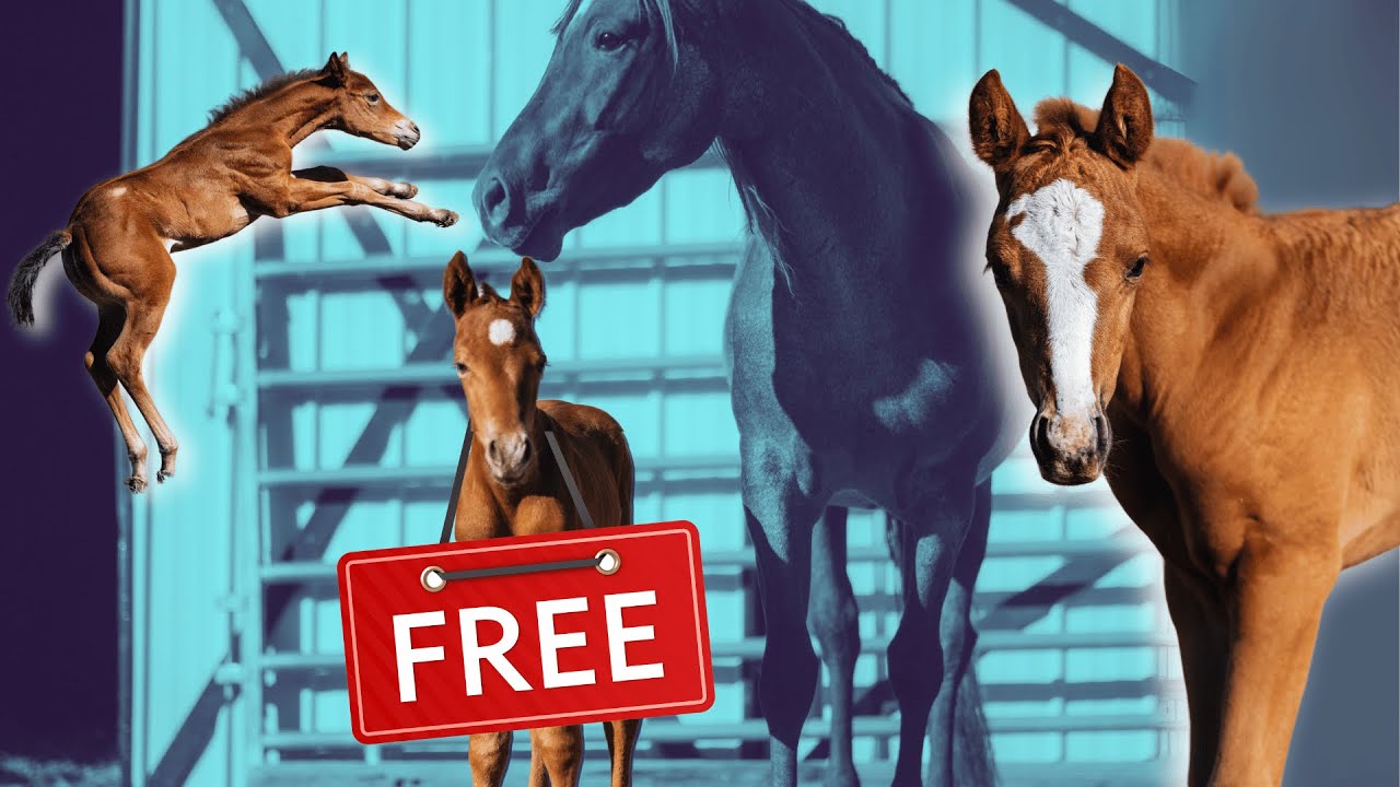 Broodmares Switch Babies Accidentally! - Newborn Foals run Free