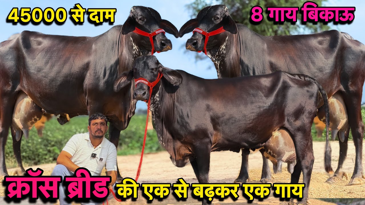 45000 से दाम,28 लीटर तक दूध👍8 गाय बिकाऊ👌क्रॉस ब्रीड की सुपर गाय👌Top Cross Breed Cows For Sale