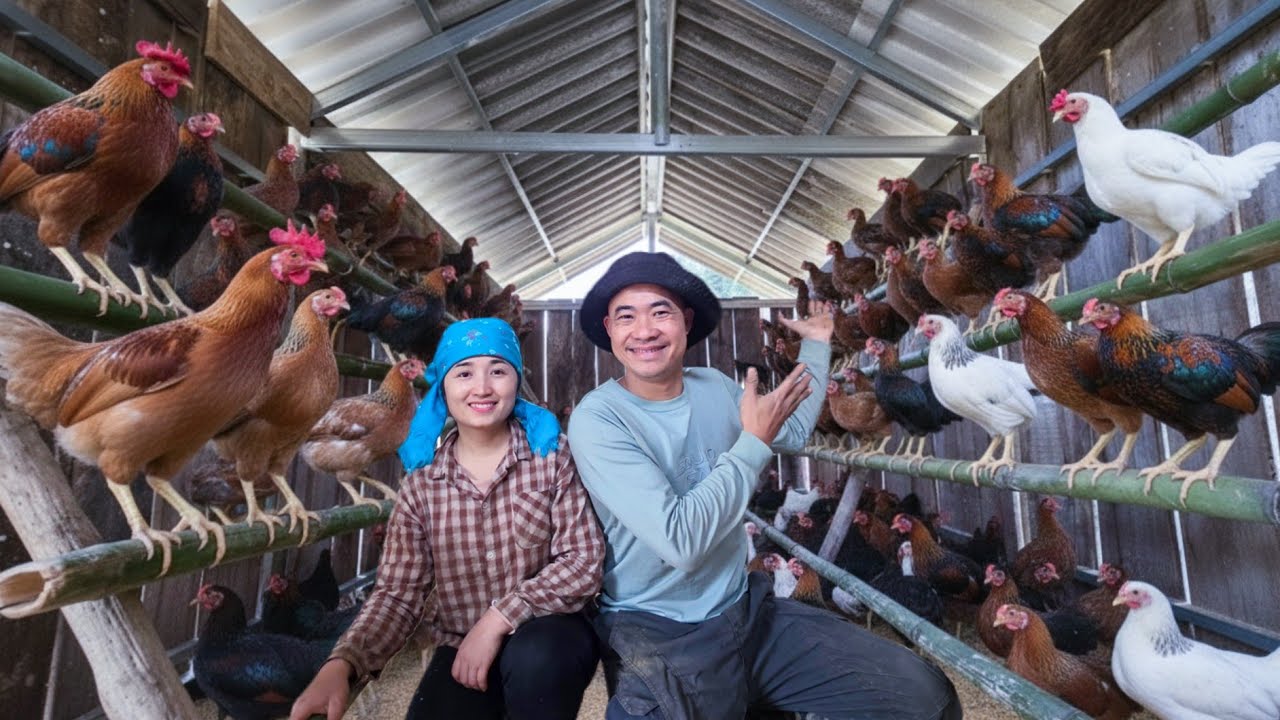 The journey of Phan Phan's family in perfecting their chicken coop | Simple yet cozy