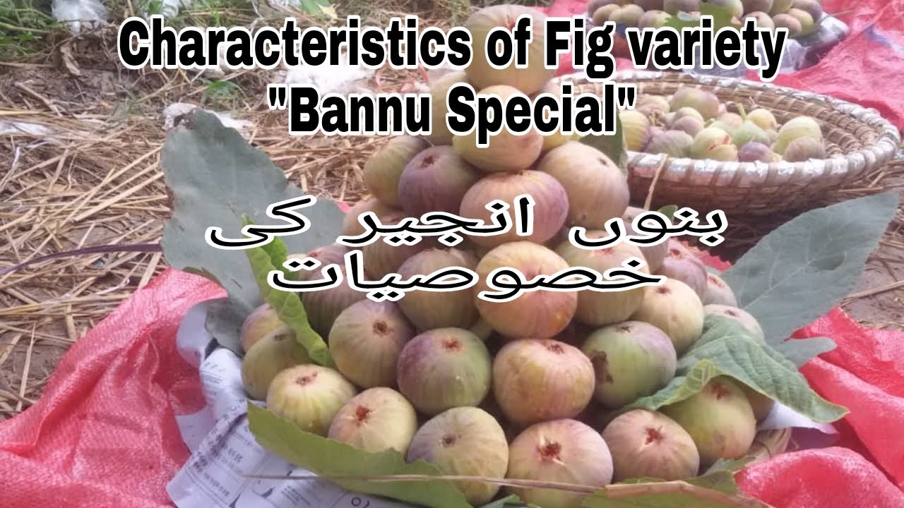 Characteristics of Fig variety 