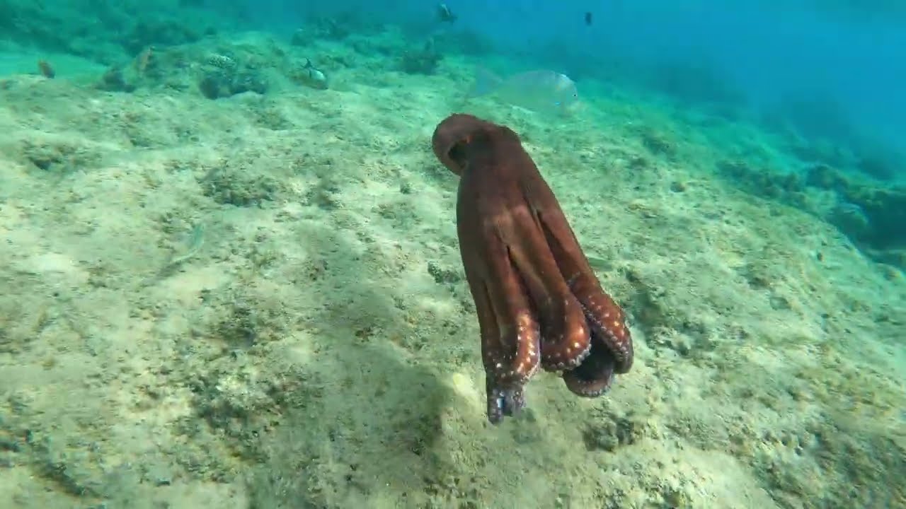 Massive Octopus Egypt Hurgarda Red Sea Snorkelling in Sunrise Garden Beach and Mamlouk Palace