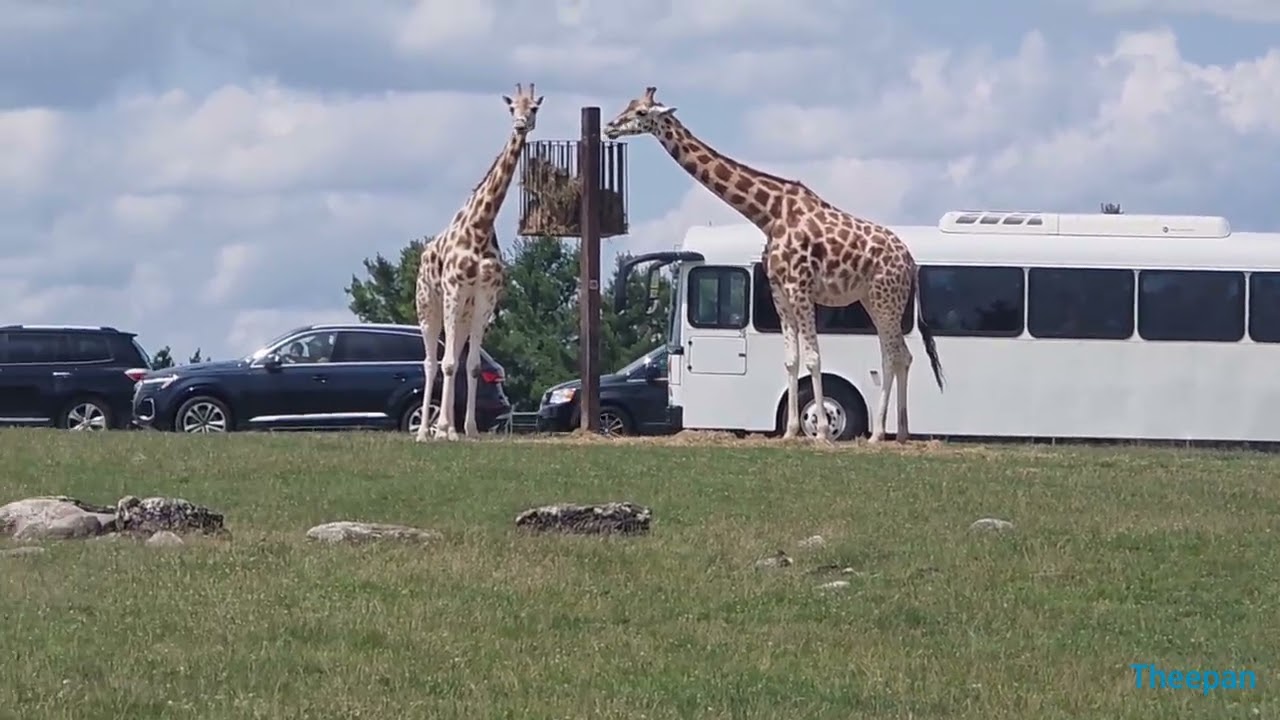 African Lion Safari Best Place to Visit.