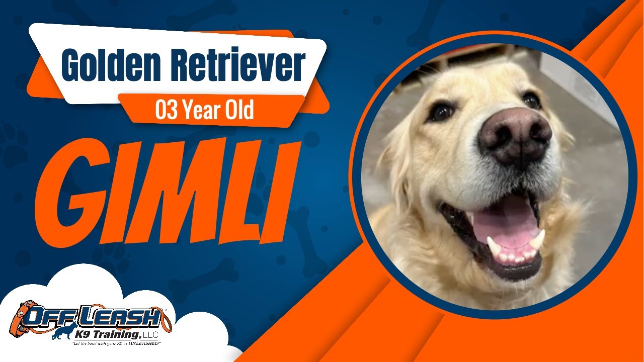 Golden Retriever, 3 y/o, Gimli | Best Recall Training | Off Leash K9 Training 