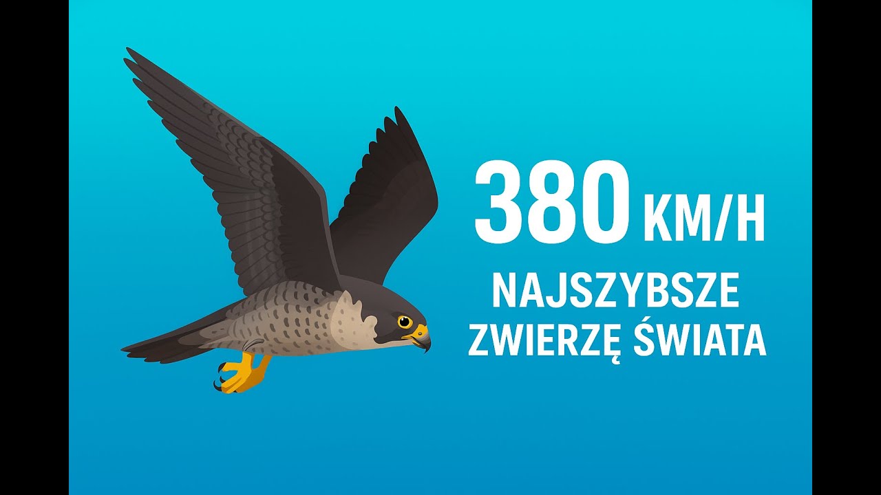 Najszybszym zwierzęciem na Ziemi jest sokół wędrowny – w locie pikującym osiąga ponad 380 km/h