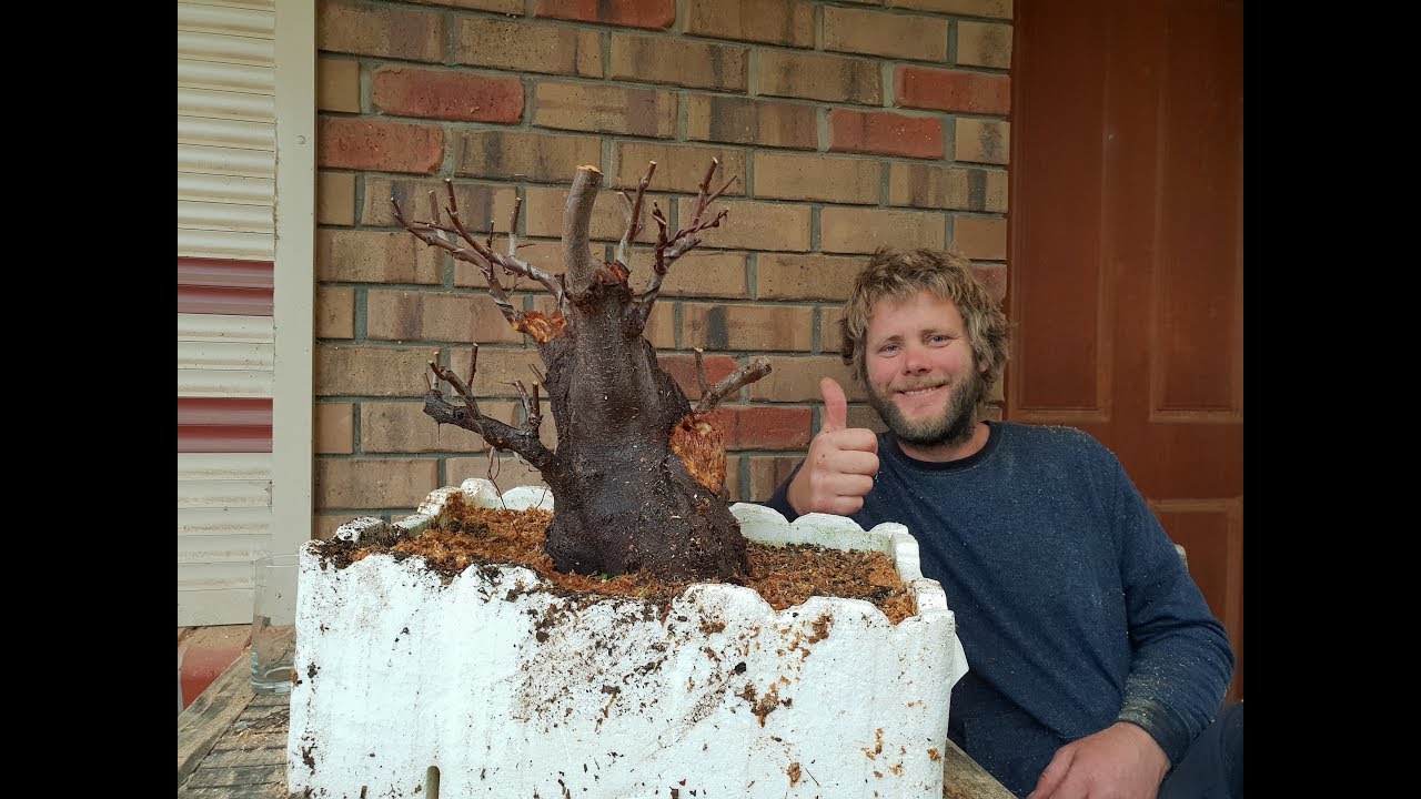 Prunus Bonsai style and carve by Aussie Bonsai Bloke