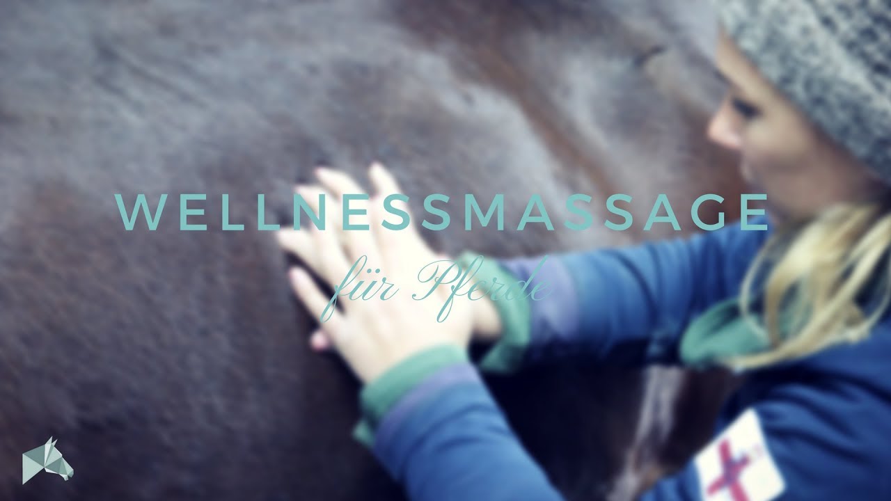 Wellnessmassage für Pferde | Wie kann ich selbst massieren | Wissen