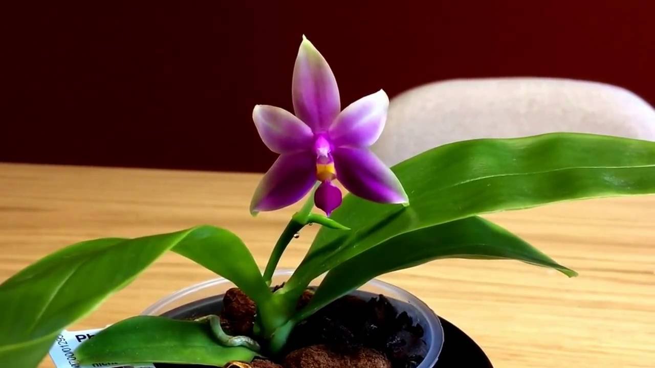Phalaenopsis Samera: first bloom