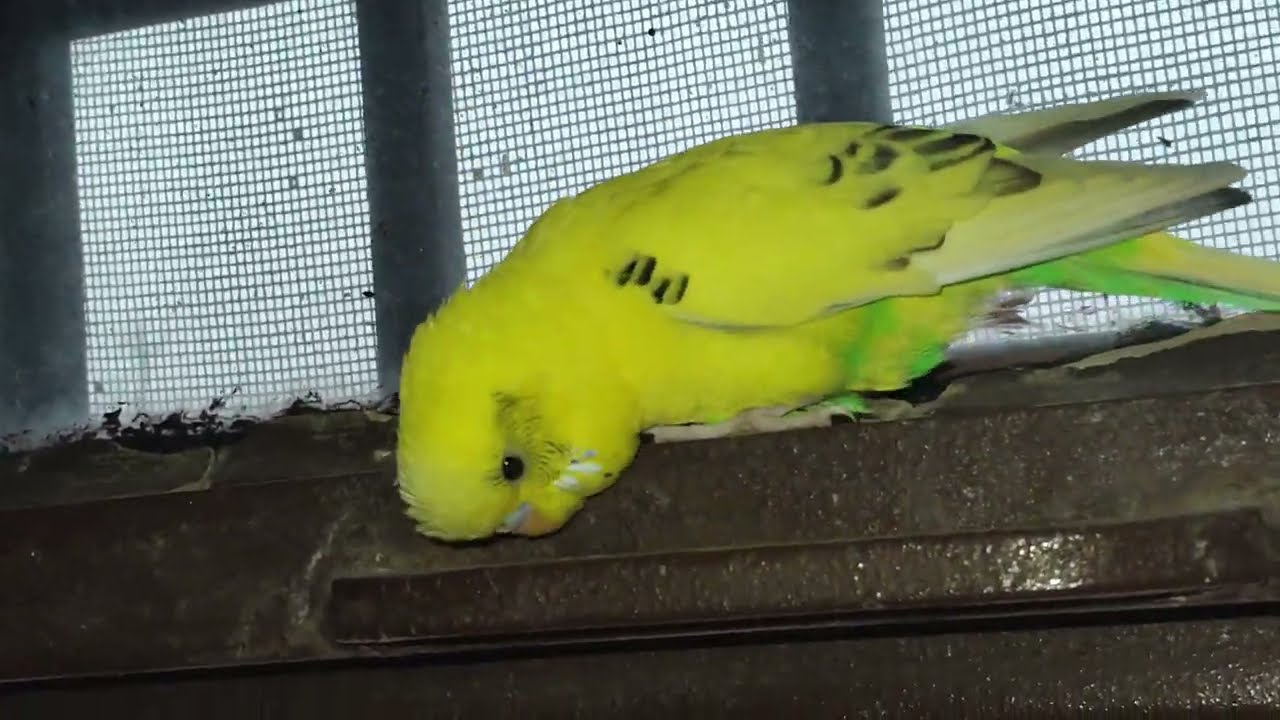 Budgies lovely parrot vlogs 💞💞🙏🦜😘😘#birds  lovers