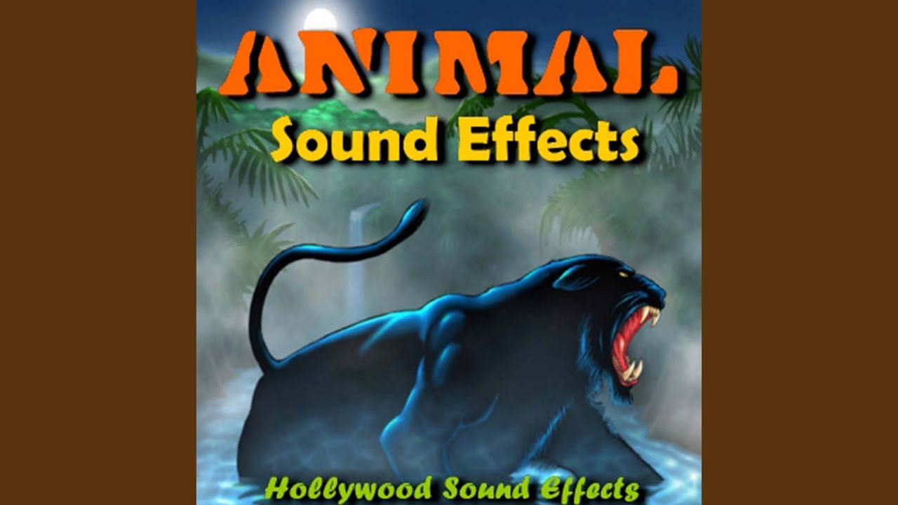 Monkey Sound Effects