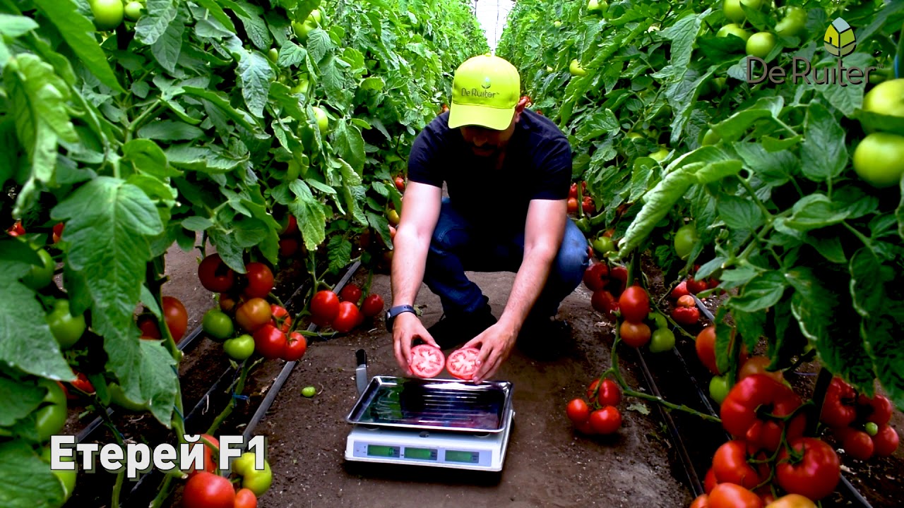 Етерей 🍅De Ruiter Seminis.