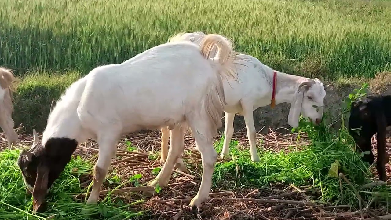 Cat Tv For Cats To Watch Beautiful Goats 🐐 Gaming eating Time Best Clip 