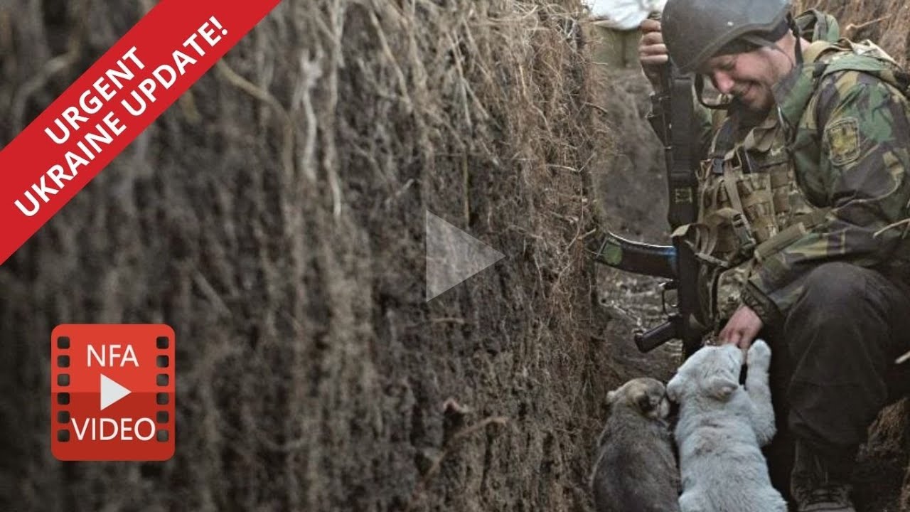We are INUNDATED WITH PLEAS FOR HELP! Please help us save the lives of terrified animals in Ukraine.
