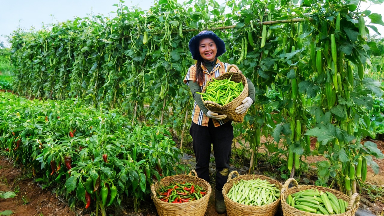 Harvest: Chili Peppers, Yardlong Beans, Okra To Sell At The Market – Cook And Repair The House