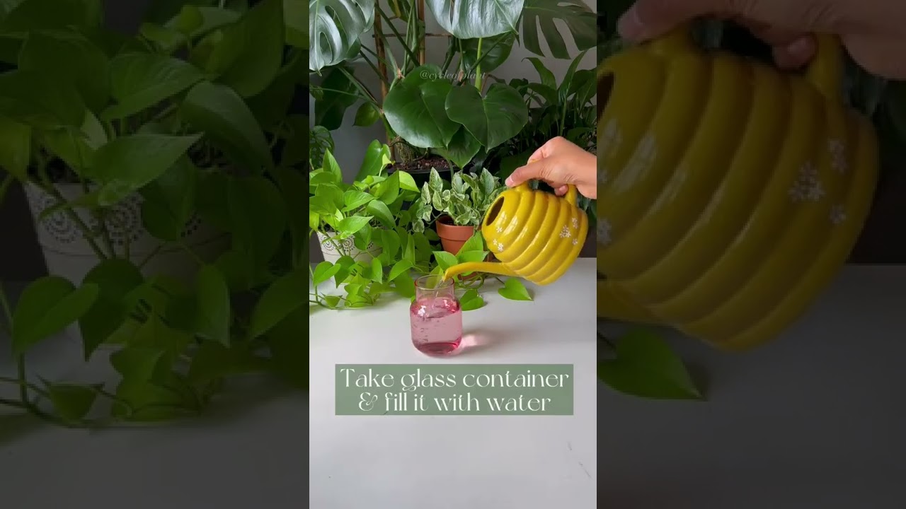 Propagate Golden Pothos | Cycle of Plant