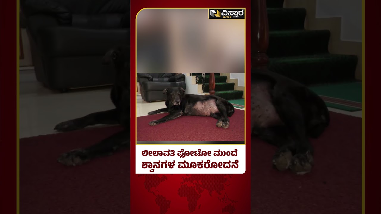 ಲೀಲಾವತಿ ಮನೆಯಲ್ಲಿ ಕಣ್ಣೀರಿಡುತ್ತಿರುವ ನಾಯಿ | Leelavathi No More | Dogs | Vistara News
