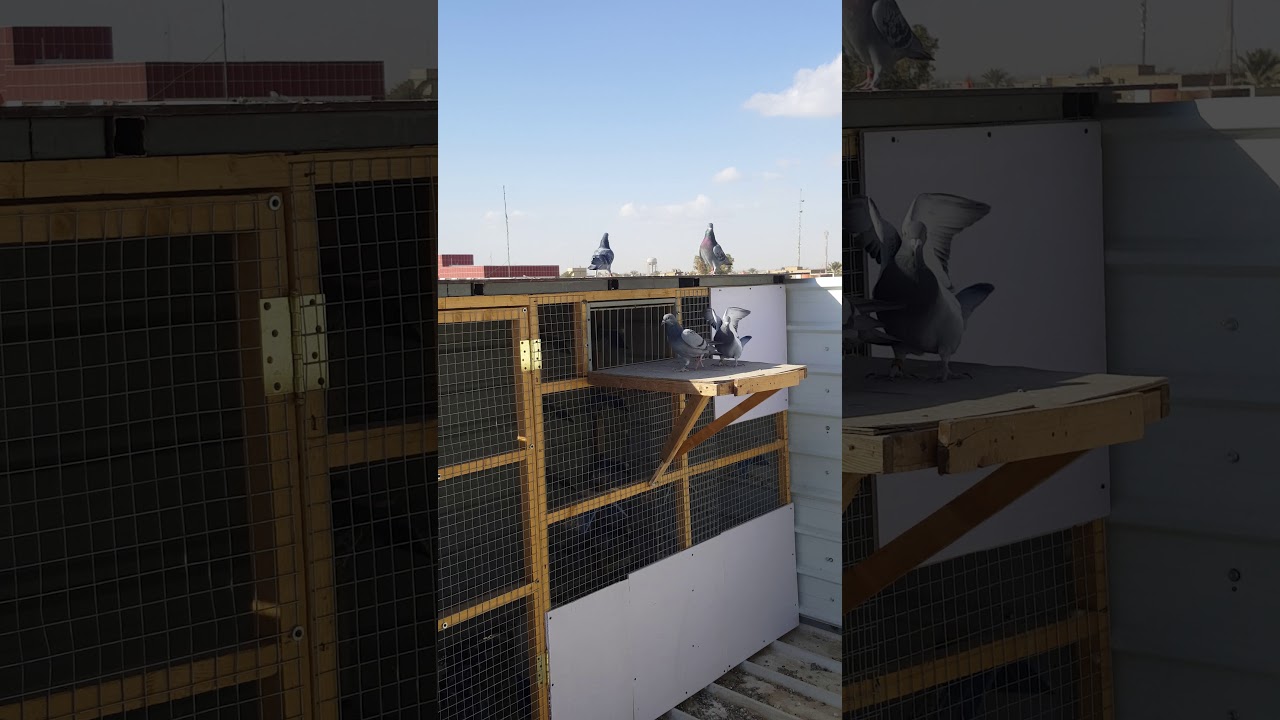 تدريب دخول الحمام الزاجل على الصفارة