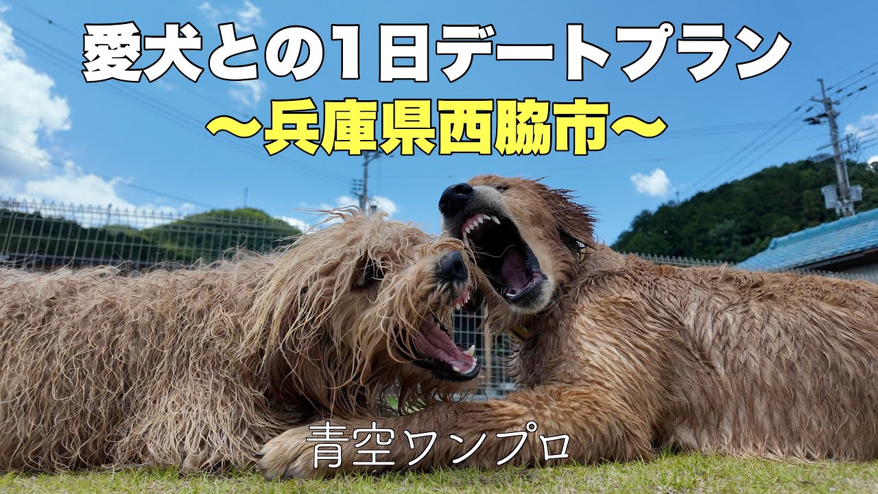 【愛犬とお出かけ】兵庫県西脇市にある犬連れOKのお店がおしゃれすぎた！！