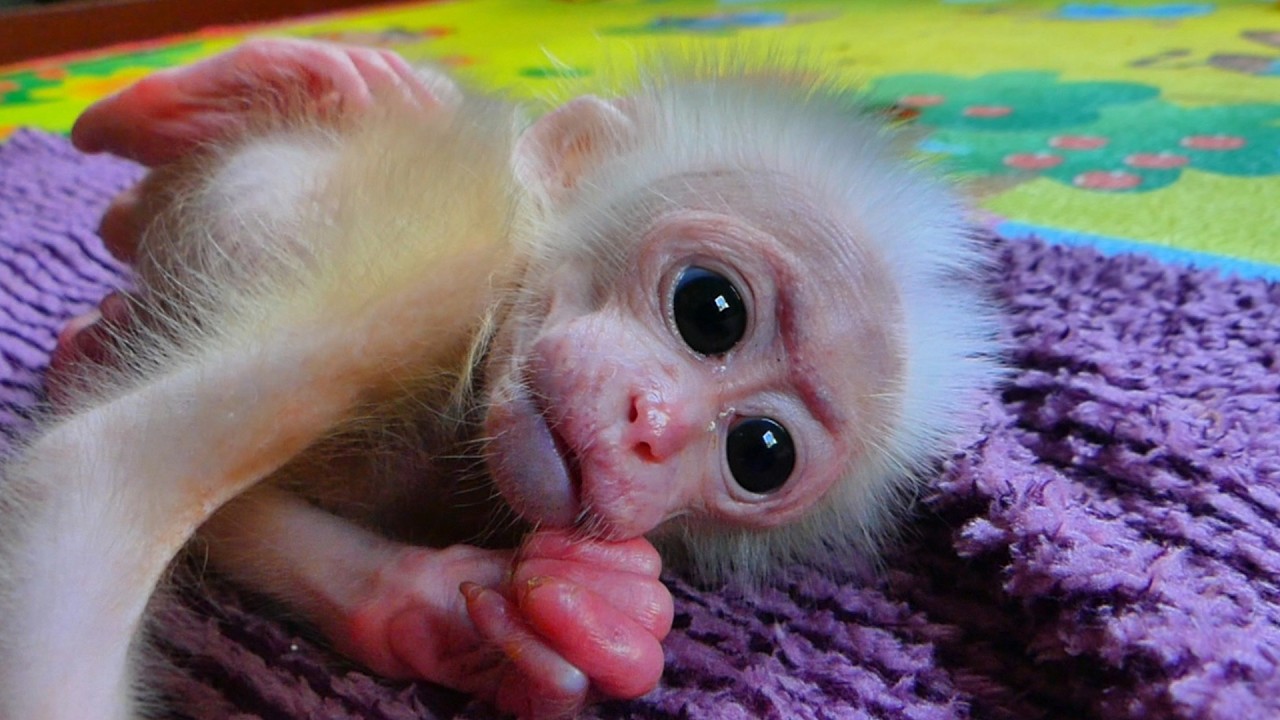 The baby monkey is sleeping with its eyes wide open, as if it is hungry and needs milk.