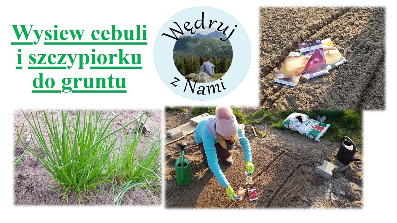 WYSIEW CEBULI I SZCZYPIORKU WIELOLETNIEGO DO GRUNTU. JAK SIAĆ CEBULĘ I SZCZYPIOR? WARUNKI UPRAWY.