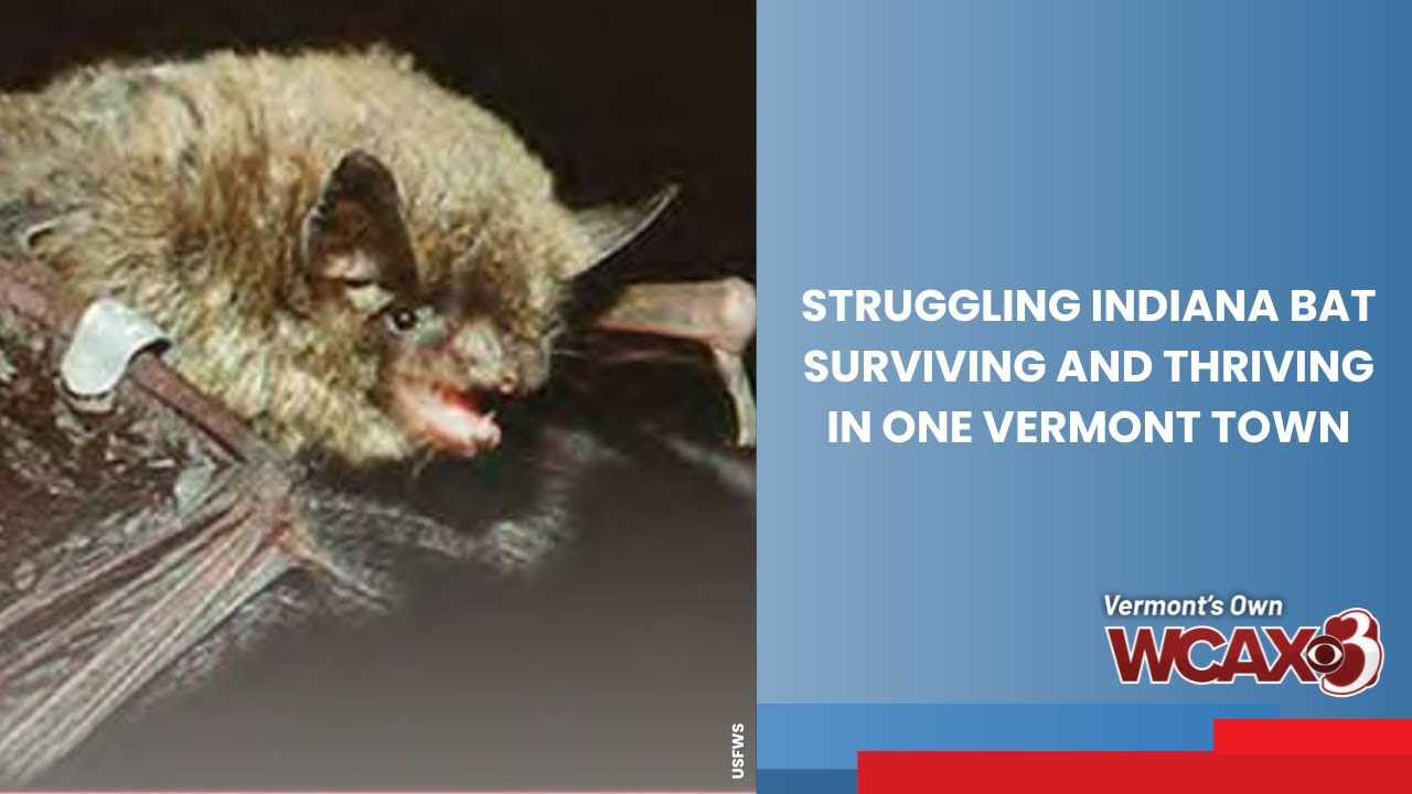 Struggling Indiana bat surviving and thriving in one Vermont town