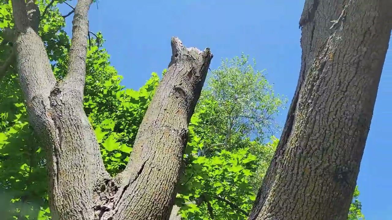 Saving Dead Trees for Wildlife