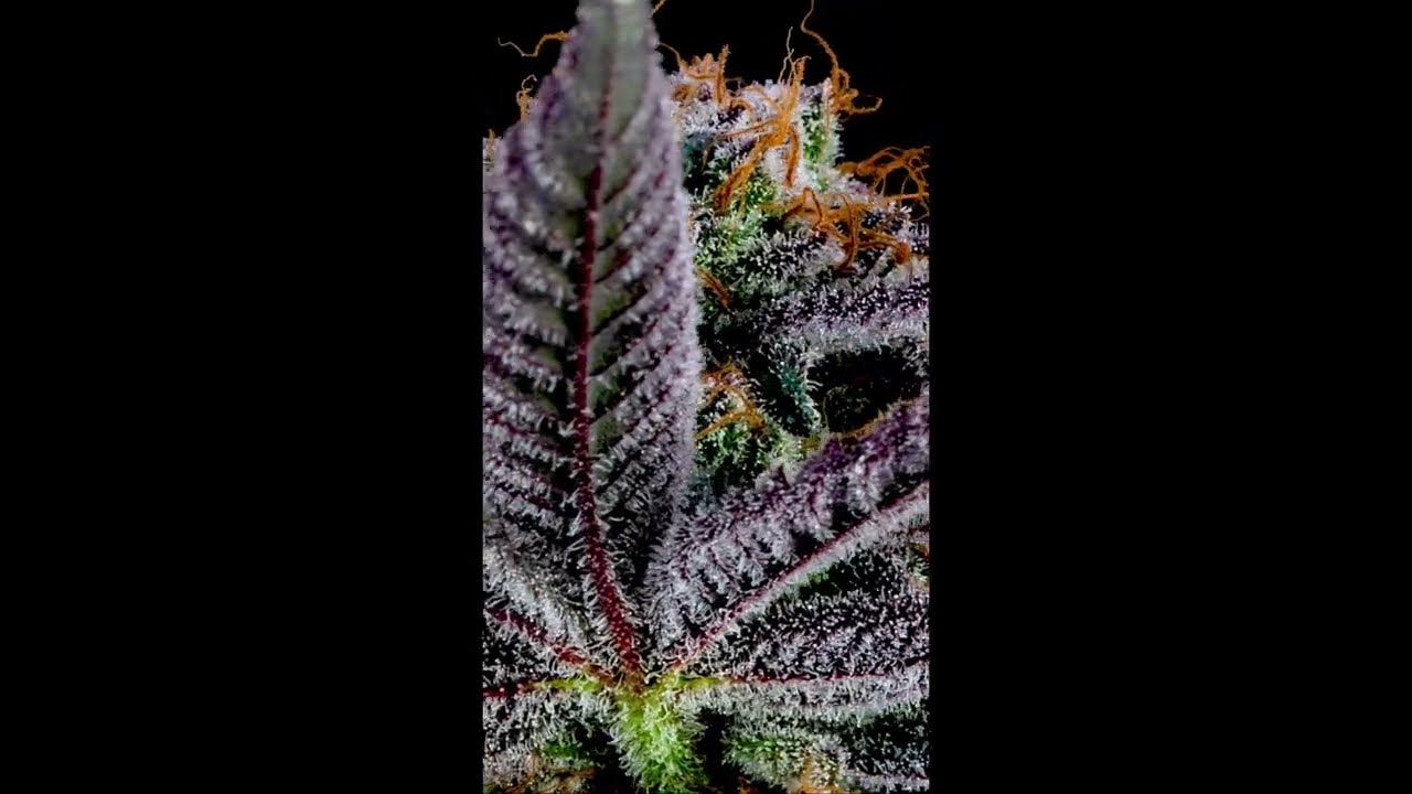 PAONIA GLUE SKIES MACRO SHOTS