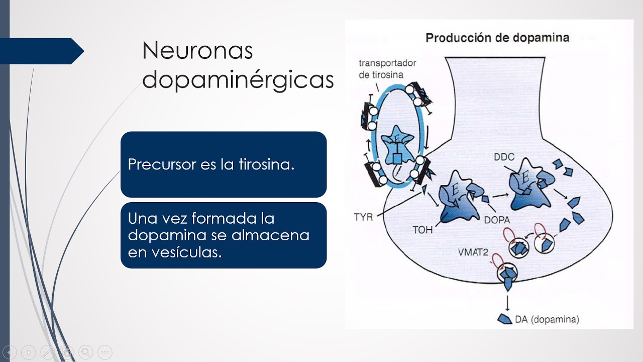 Teoría dopaminérgica
