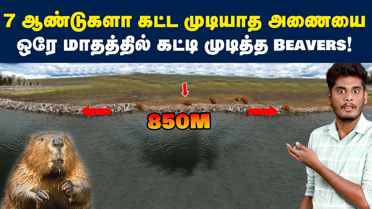 மனிதனால் கட்ட முடியாத அணையை beavers கட்டியது எப்படி? | How Beavers build dams
