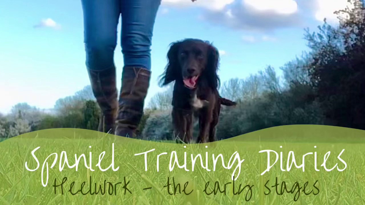 Gundog Training - Heelwork (the early stages)