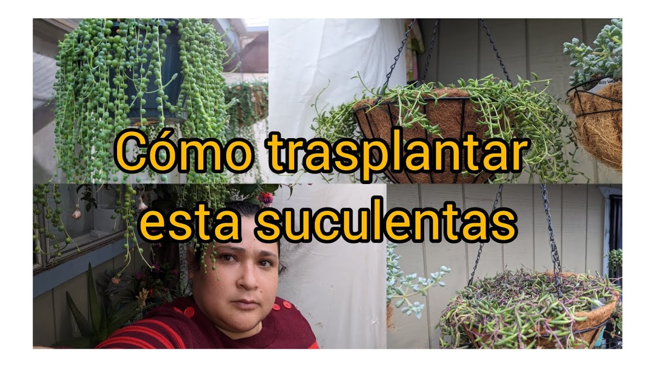 Cómo trasplanto mis plantas colgantes?