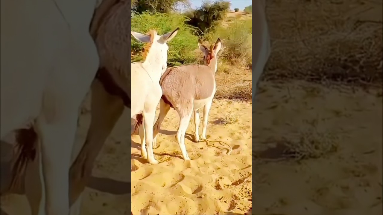 #animals​​ #nature​​ #donkey​​ #tharparkarbeauty​​ #funny​​ #cow​​ #wildlife​​ #sad​​ #tharpaker​​