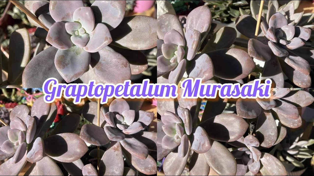 Graptopetalum Murasaki Succulent Lowland Care & Tips ❤️