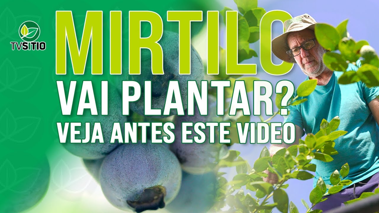 Novidades na produção do mirtilo