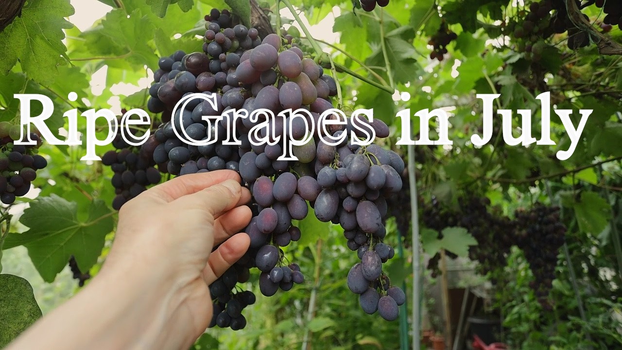Ripe grapes in July in Scotland