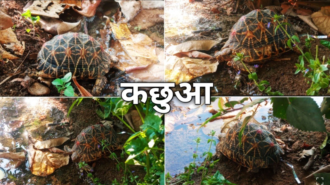 कछुआ//tortoise//#newvideo//#कछुआ//#tortoise//#video 