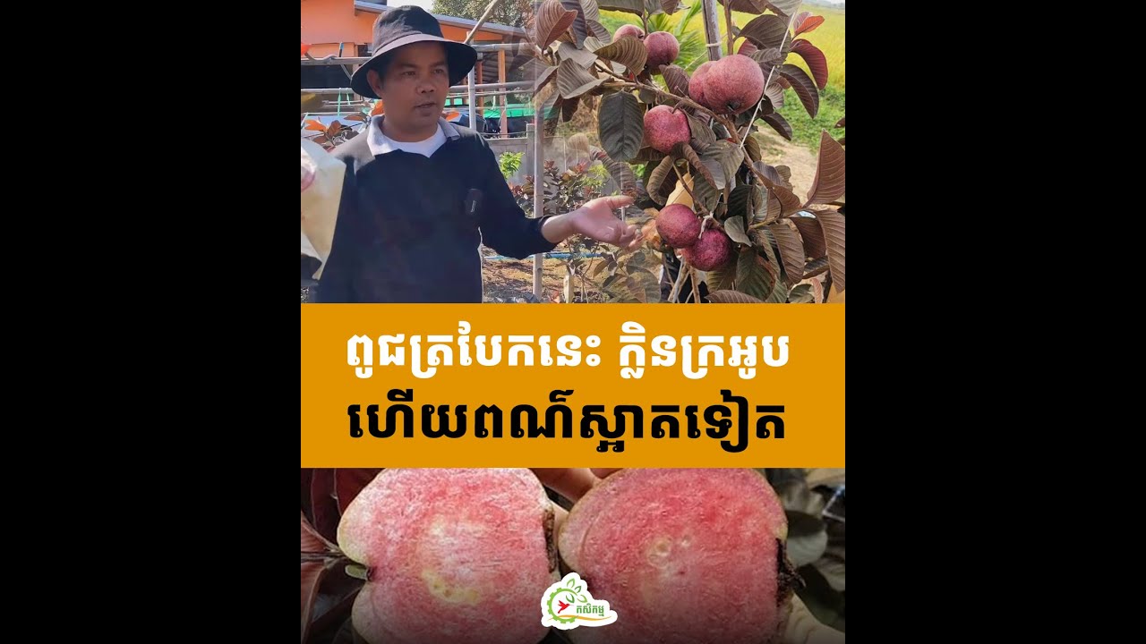ត្របែកពូជថ្មី ក្រហមទាំងដើមនិងផ្លែ រសជាតិផ្អែម ក្លិនក្រអូបខ្លាំងណាស់