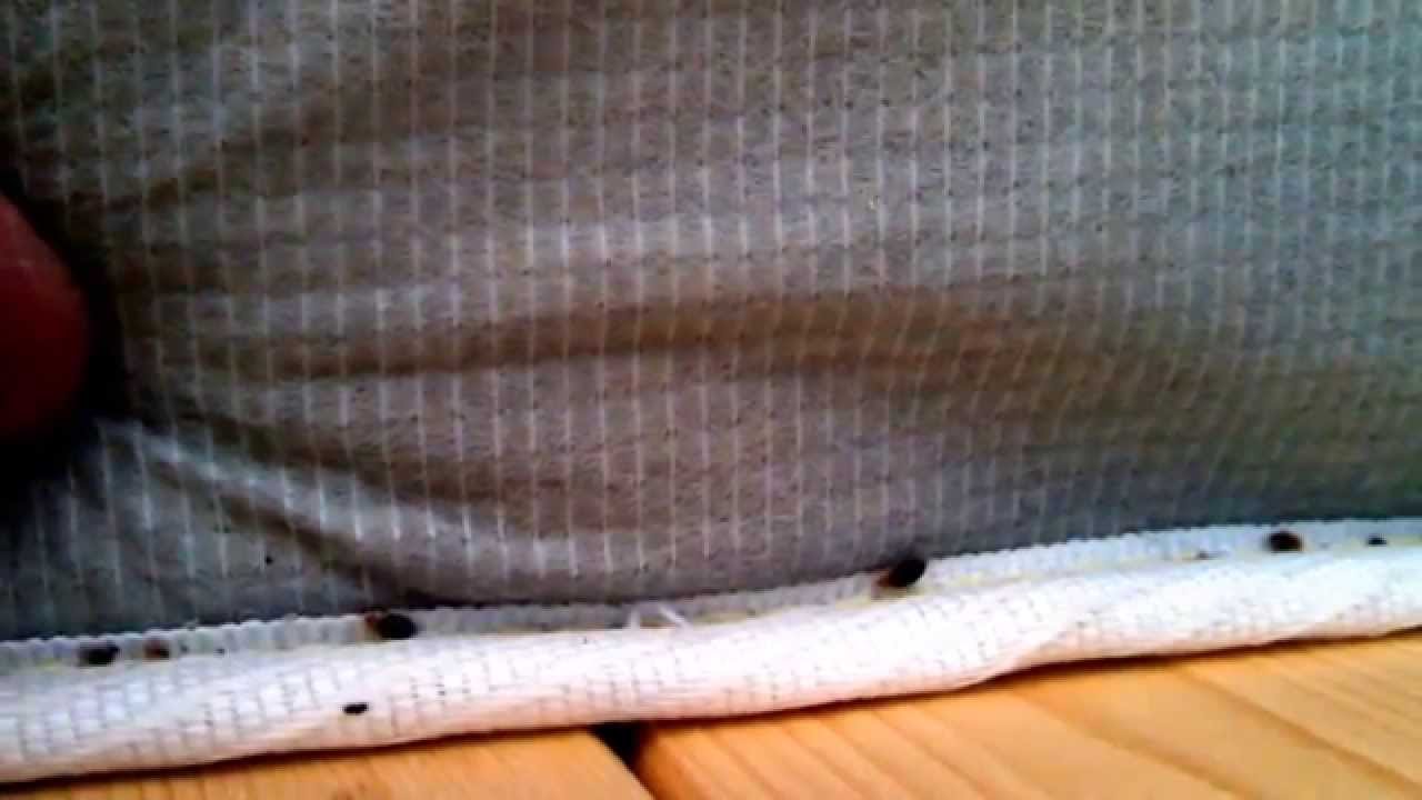 bed bug exterminator Phoenix AZ