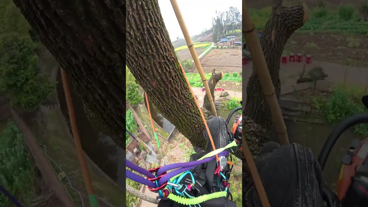 Today we came to Renshou County Meishan City to help a fan fix a branch of a camphor tree